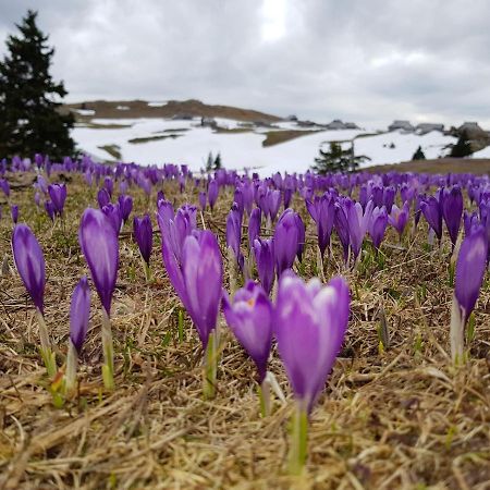 Chalet Encijan - Velika Planina Villa Stahovica Dış mekan fotoğraf